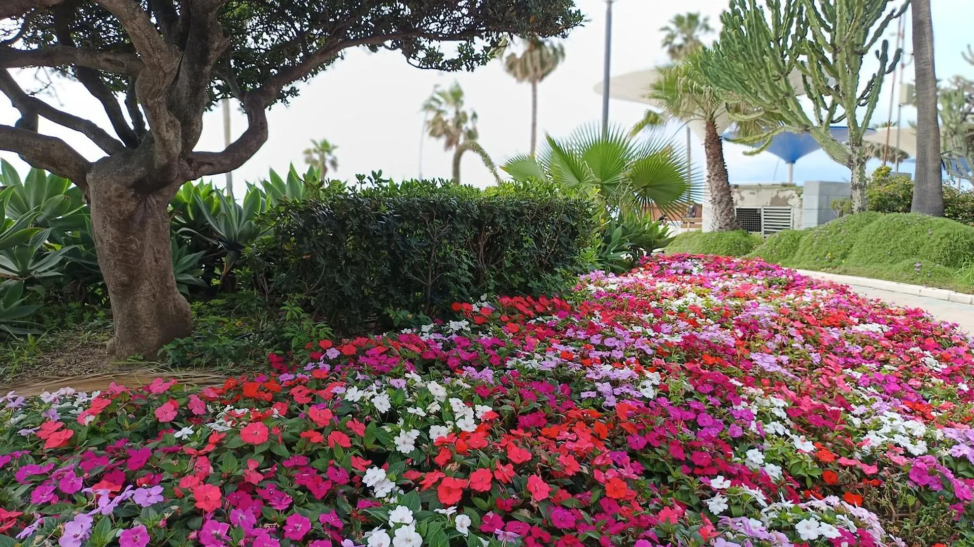 Estepona Apartment